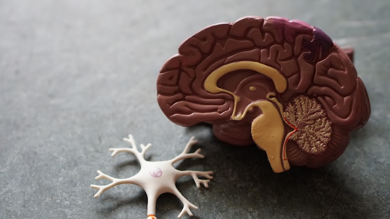 Adult Neurology Clinic